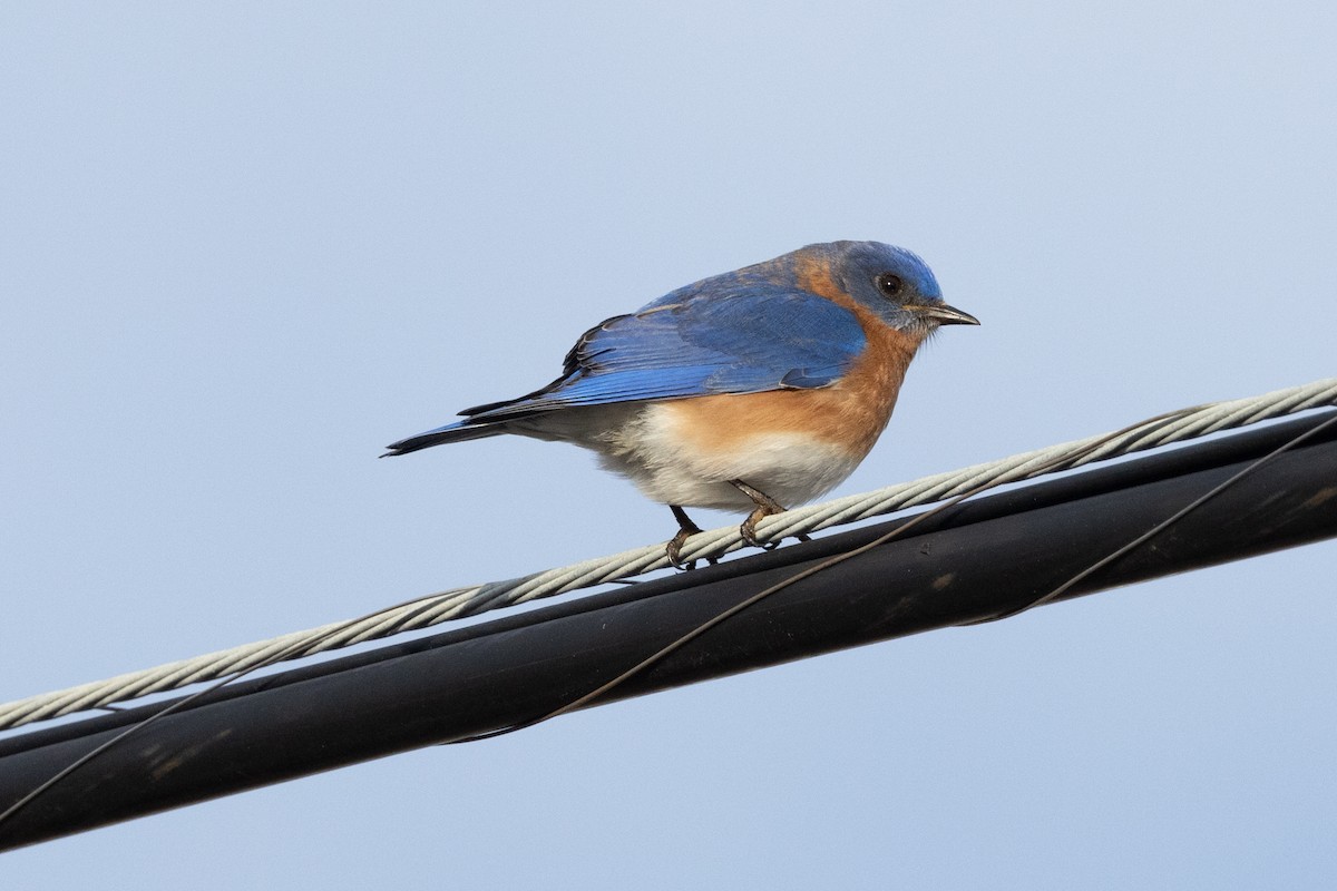 Eastern Bluebird - ML414406481