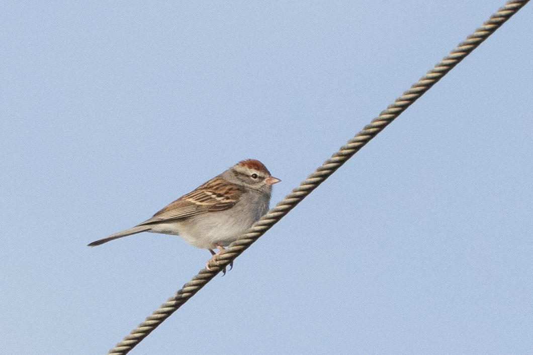 Chipping Sparrow - ML414406491