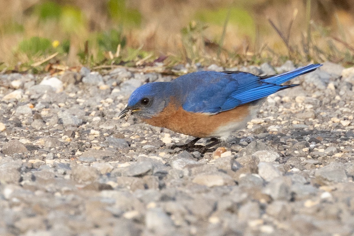 Eastern Bluebird - ML414406571