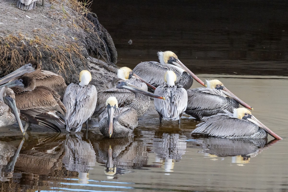 Brown Pelican - ML414406591