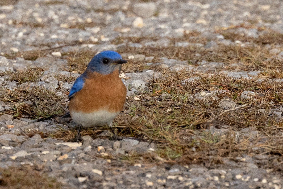 Eastern Bluebird - ML414406651