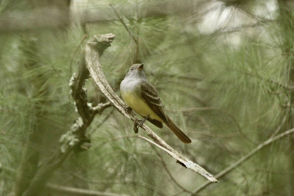 Great Crested Flycatcher - ML414408611