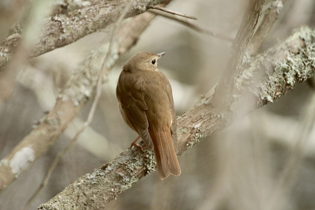 Hermit Thrush - ML414408751