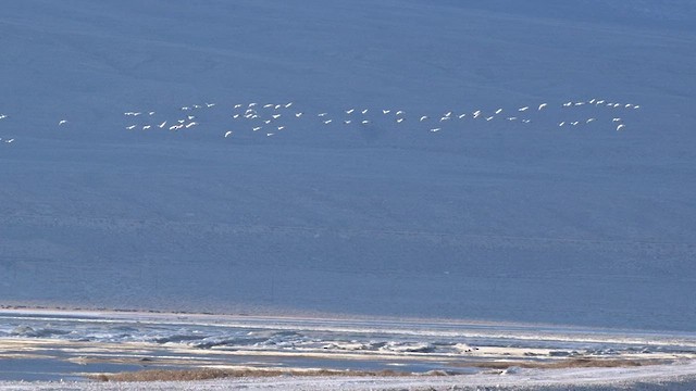 Snow Goose - ML414412961