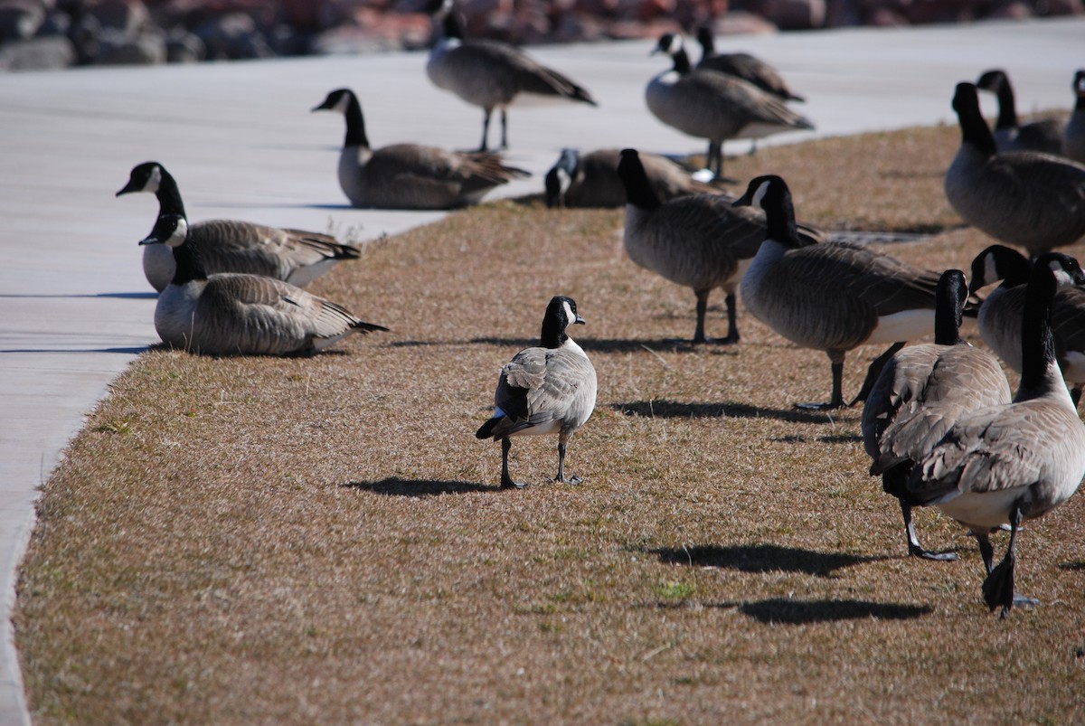 Cackling Goose - Noel Zaugg