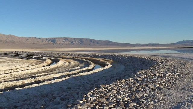 kleiner Strandläufer, unbestimmt - ML414414221