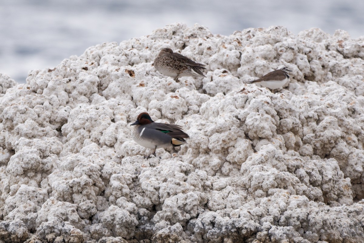 Green-winged Teal - ML414414641