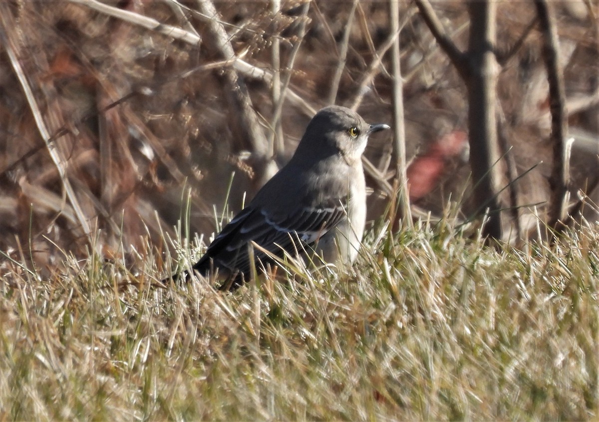 Northern Mockingbird - Jennifer Wilson-Pines