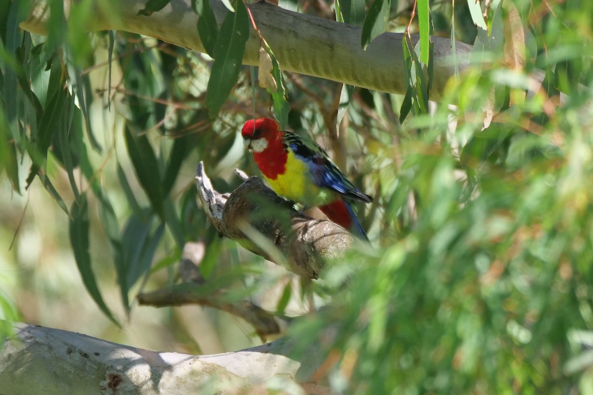 Eastern Rosella - ML414415251