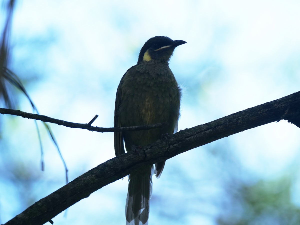 Lewin's Honeyeater - Jenny Stiles