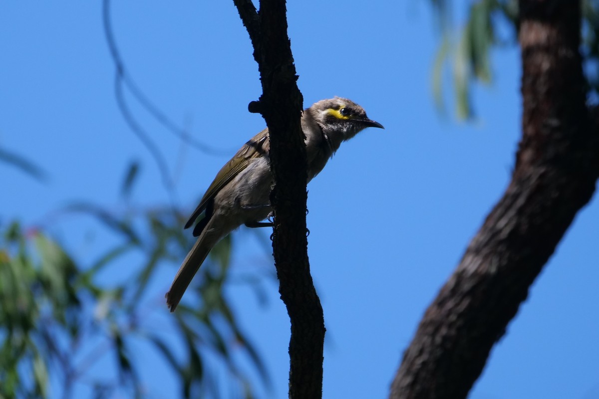 Yellow-faced Honeyeater - ML414415911