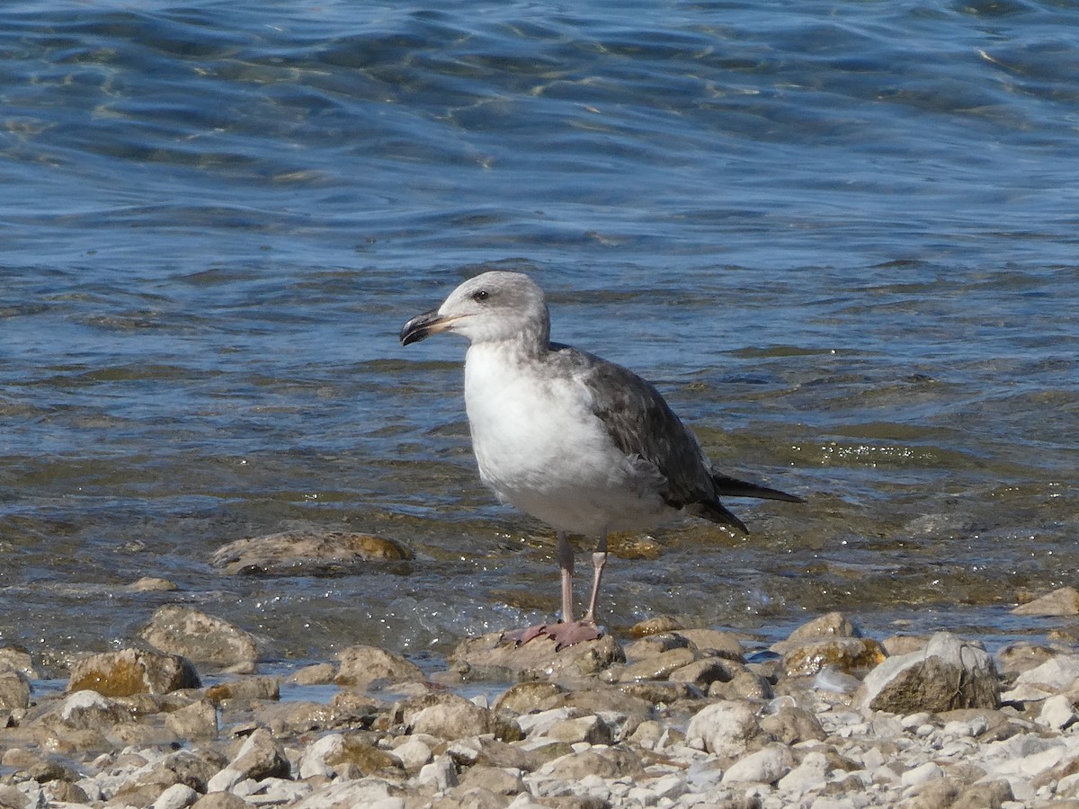 Yellow-footed Gull - ML414416901