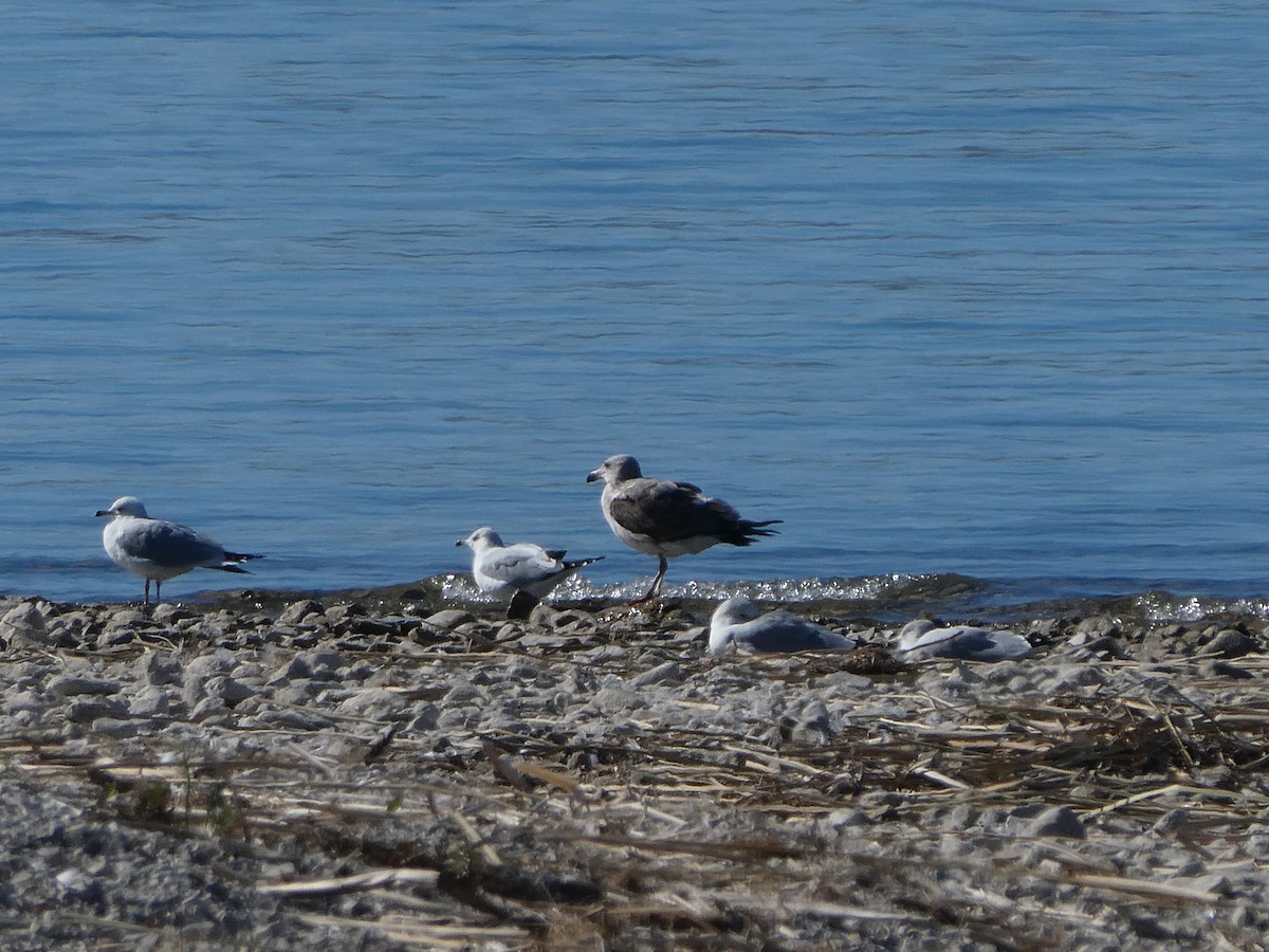 Yellow-footed Gull - ML414416921