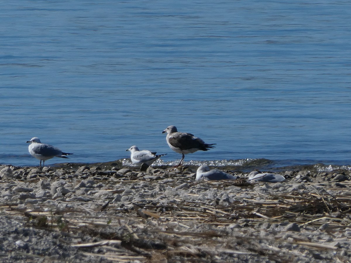 Yellow-footed Gull - Rebecca Carroll