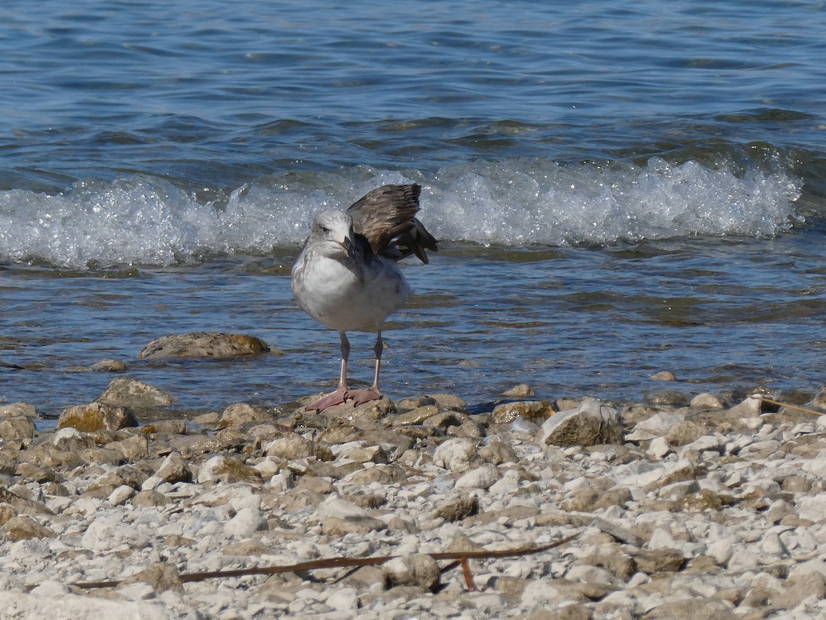 Yellow-footed Gull - ML414416971