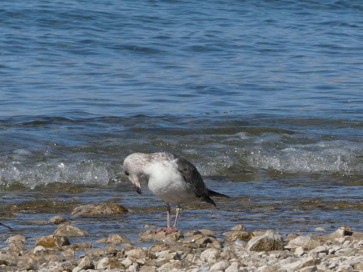 Yellow-footed Gull - ML414417101