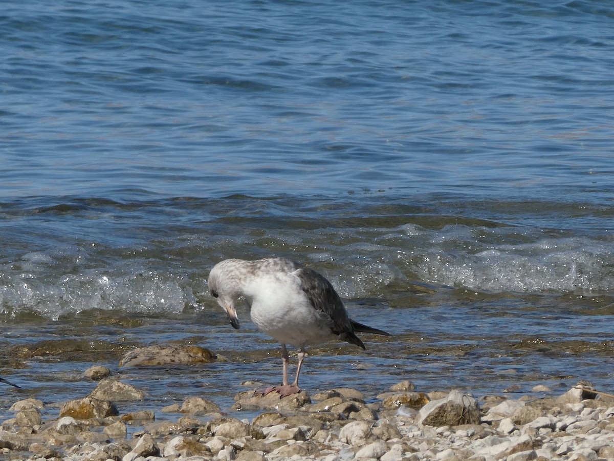 Gaviota de Cortés - ML414417101