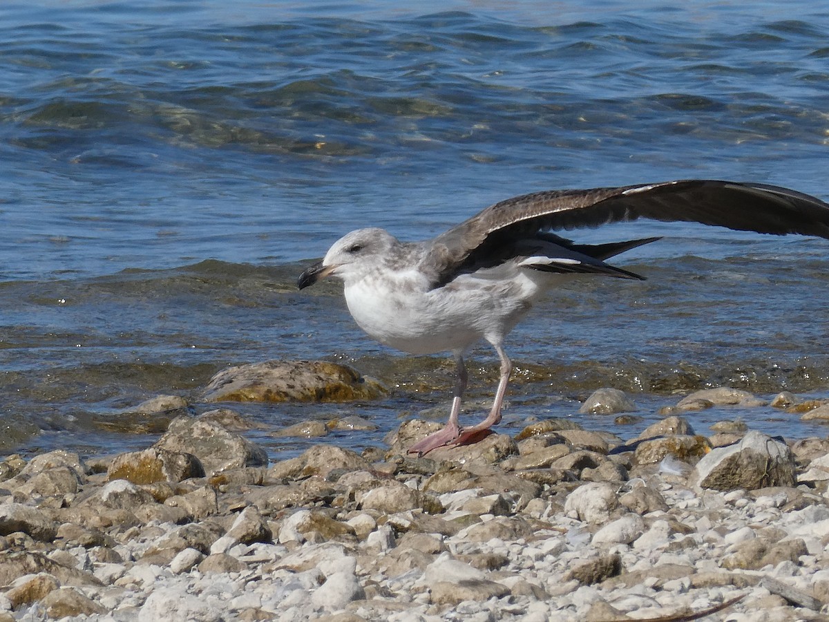 Yellow-footed Gull - ML414417471