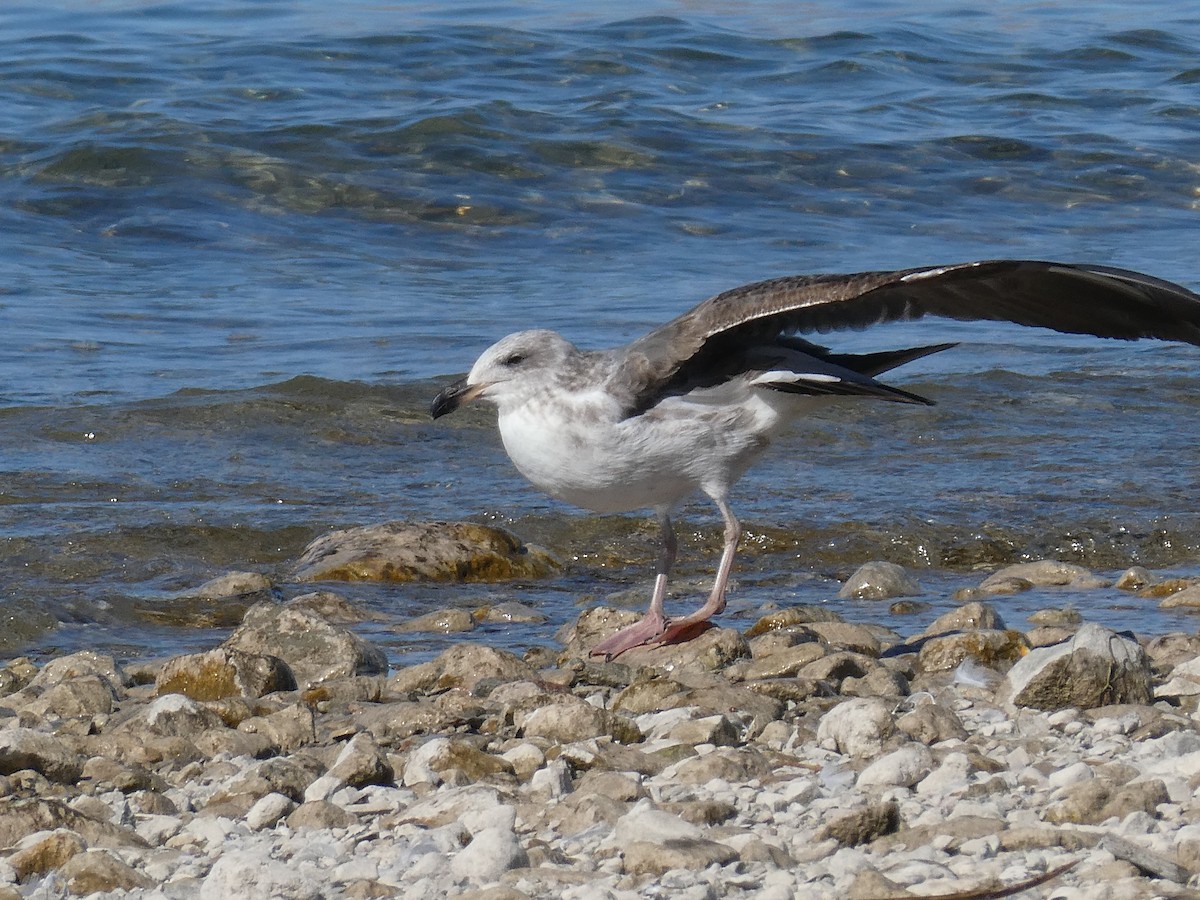 Yellow-footed Gull - Rebecca Carroll