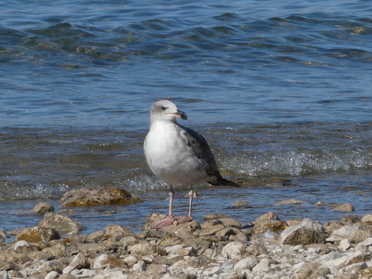 Yellow-footed Gull - ML414417521