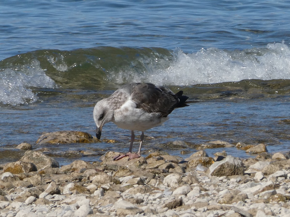Yellow-footed Gull - ML414417581