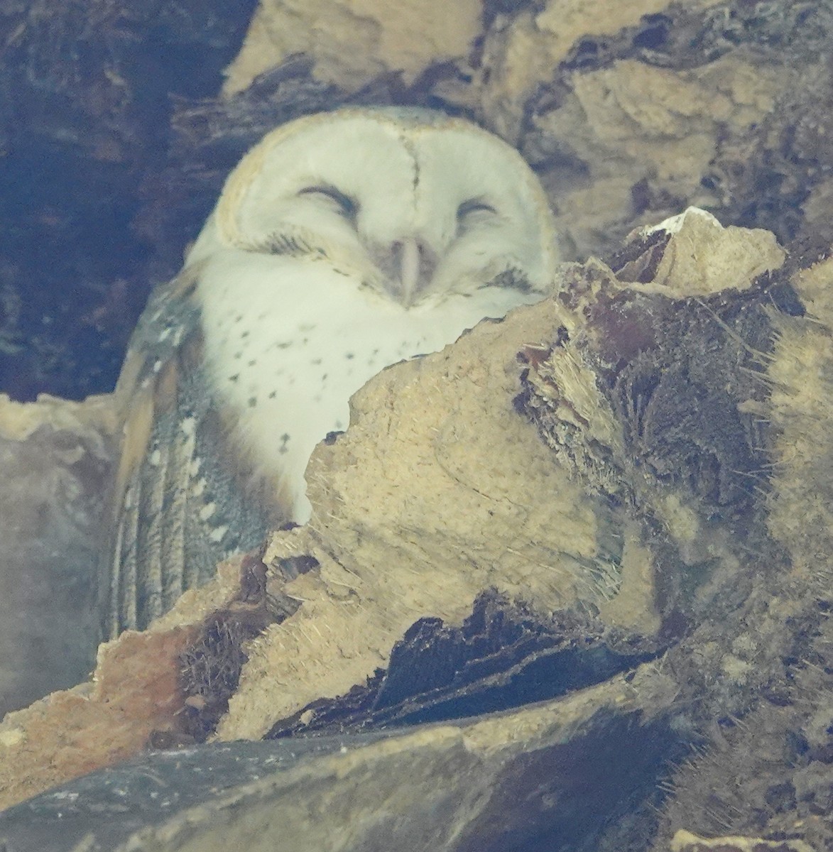 Barn Owl (Eastern) - ML414418301