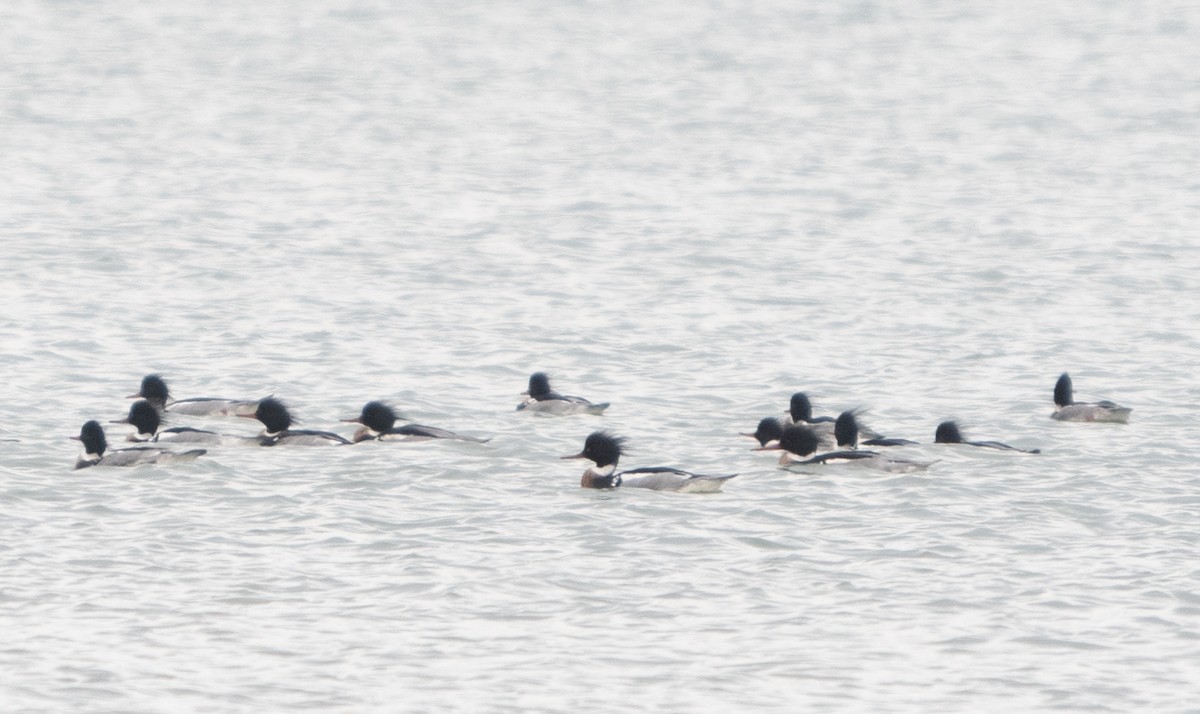 Red-breasted Merganser - ML414418871