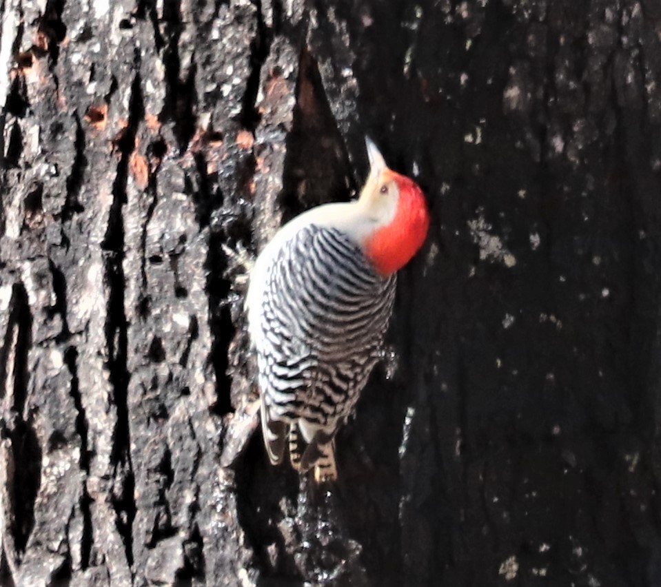 Red-bellied Woodpecker - Herbert King