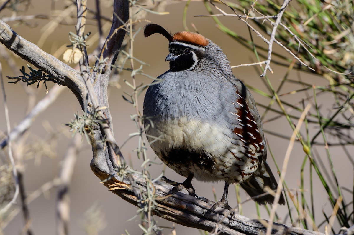 Gambel's Quail - T. Jay Adams