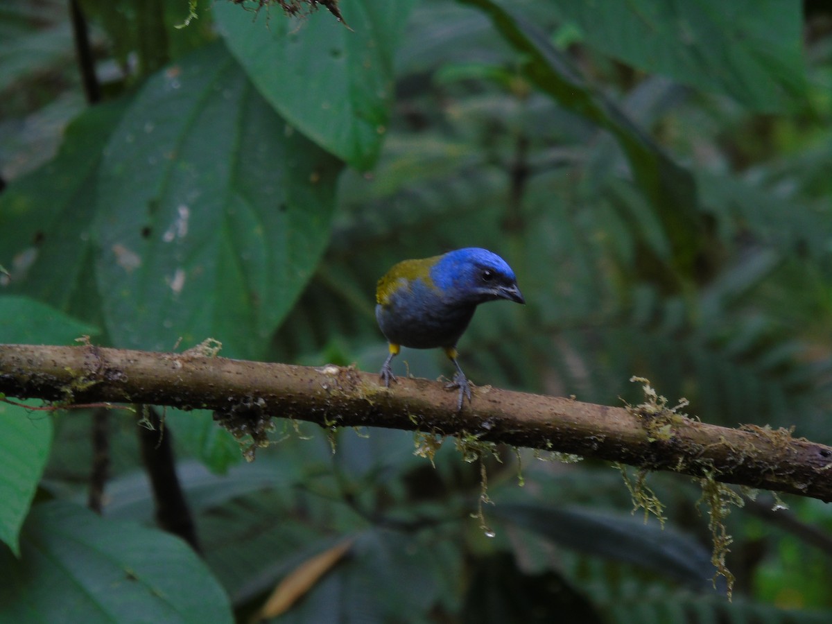 Blue-capped Tanager - ML414419621