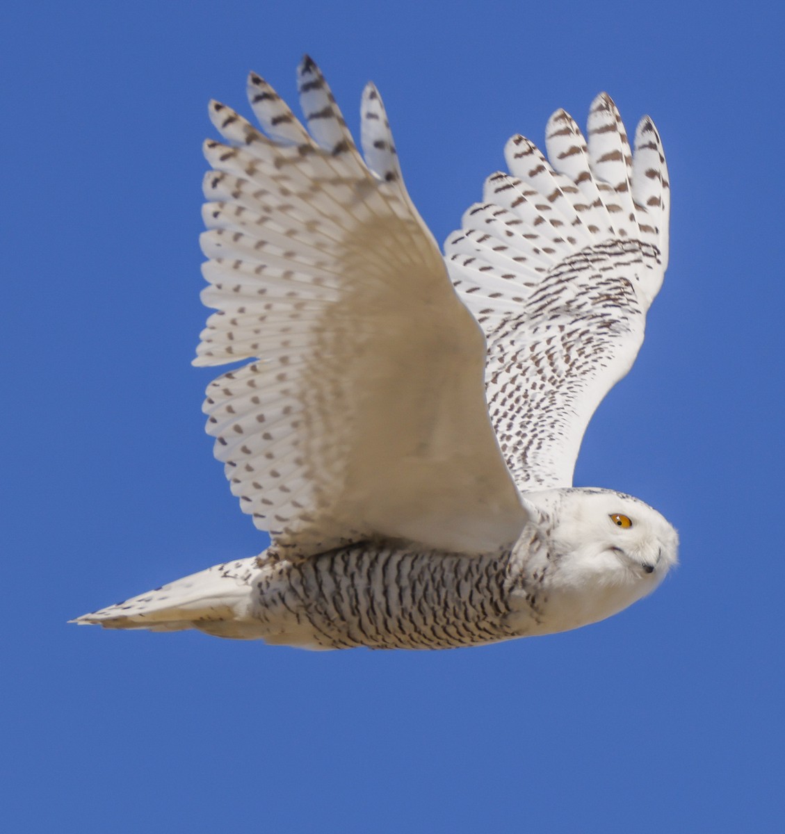 Snowy Owl - ML414422471