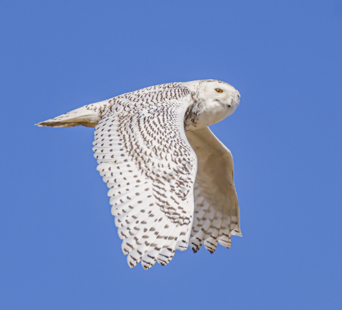 Snowy Owl - ML414422481