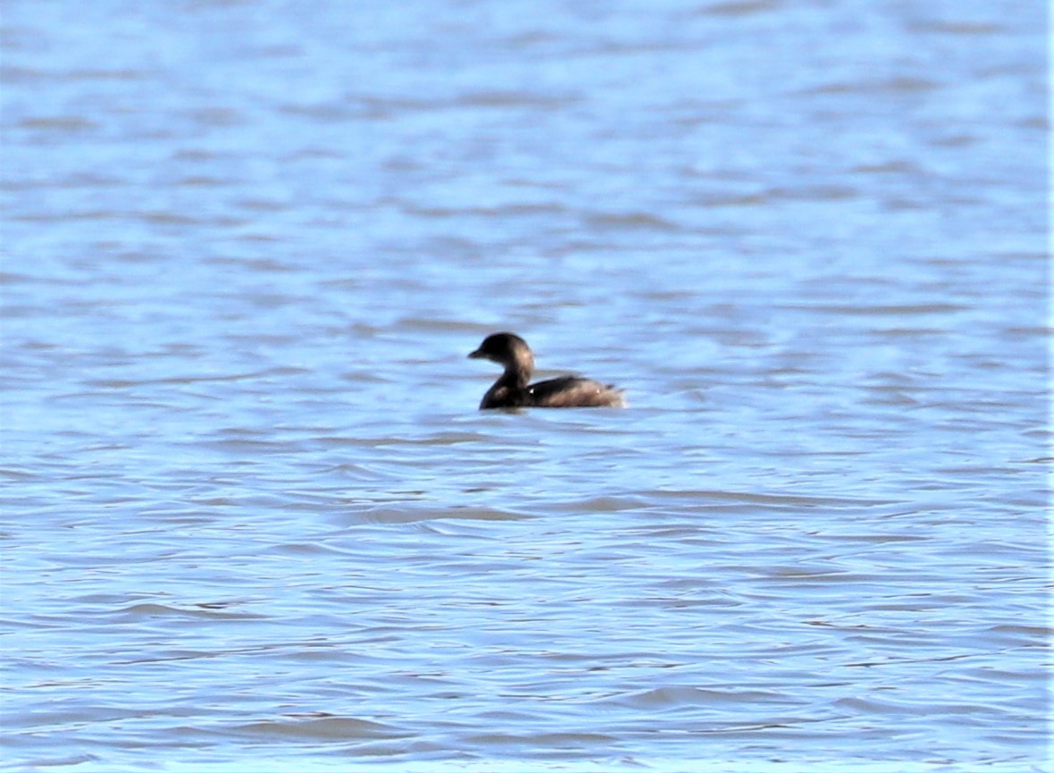 Pied-billed Grebe - Herbert King