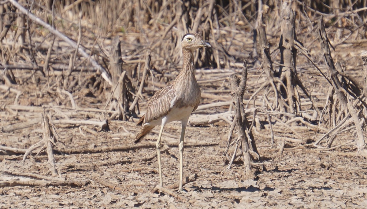 Double-striped Thick-knee - ML414422691