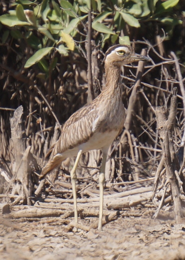 Double-striped Thick-knee - ML414423061