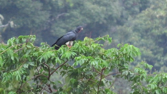 Red-throated Caracara - ML414423081