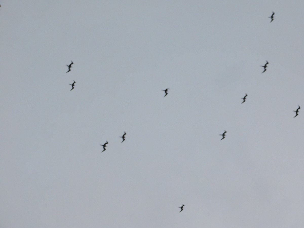 Lesser Frigatebird - ML414423391