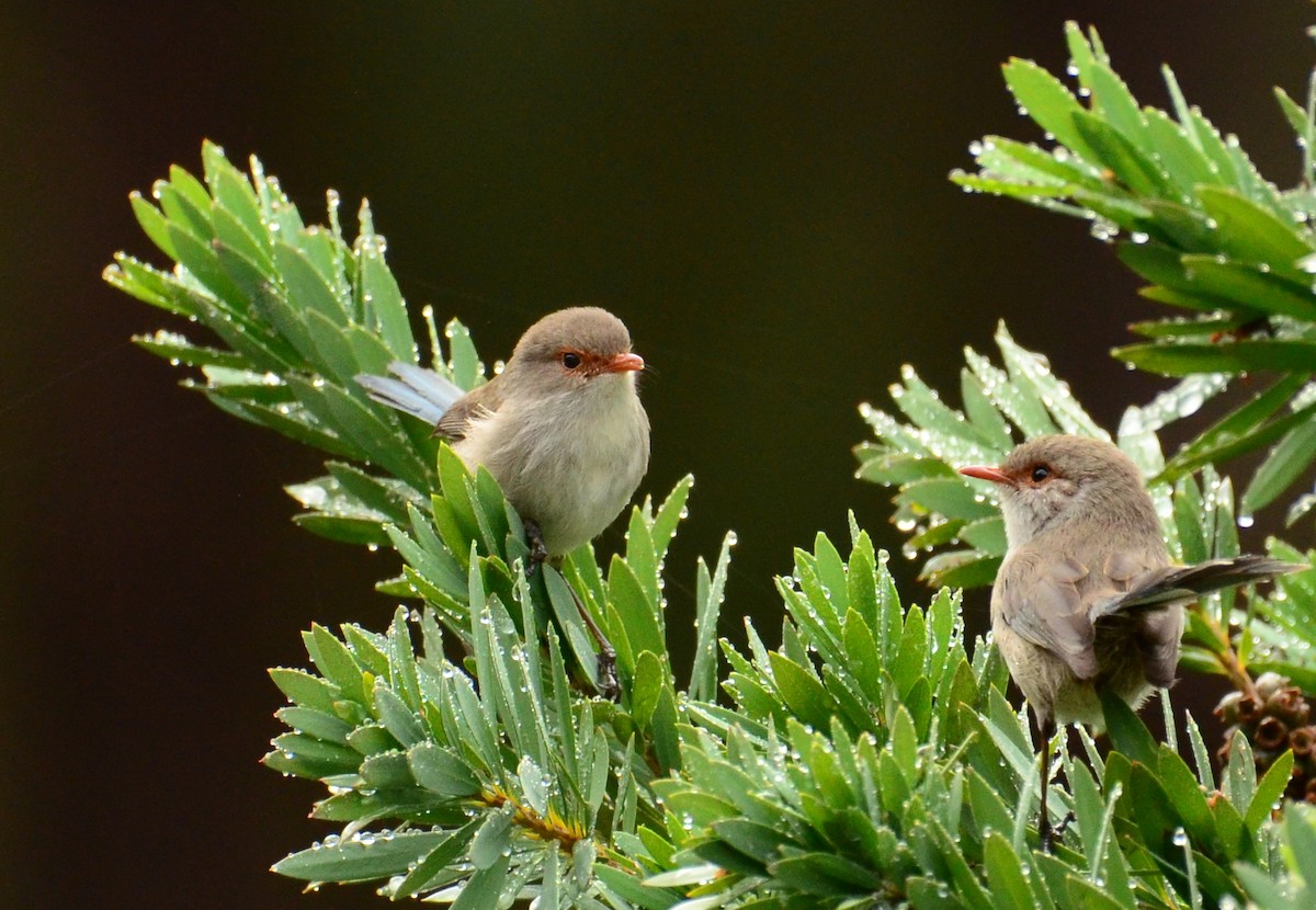 Splendid Fairywren - ML414423431