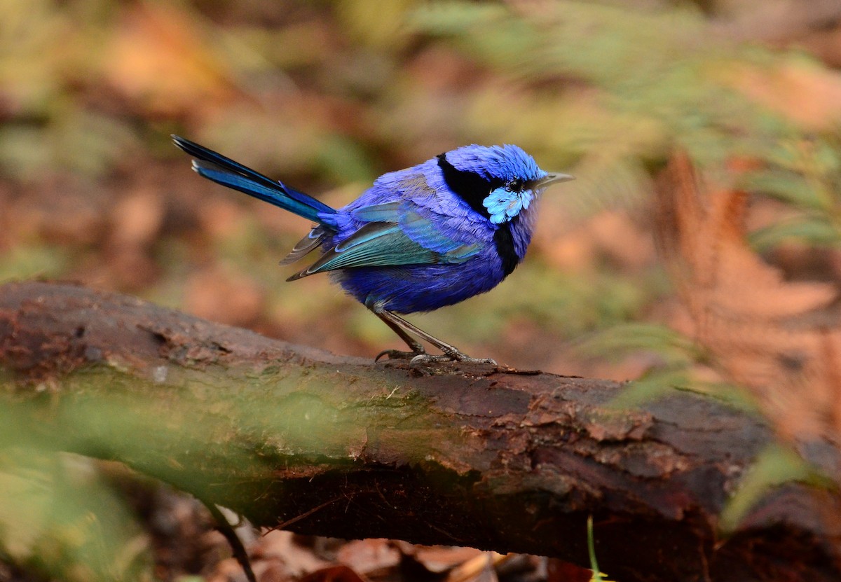 Splendid Fairywren - ML414423531