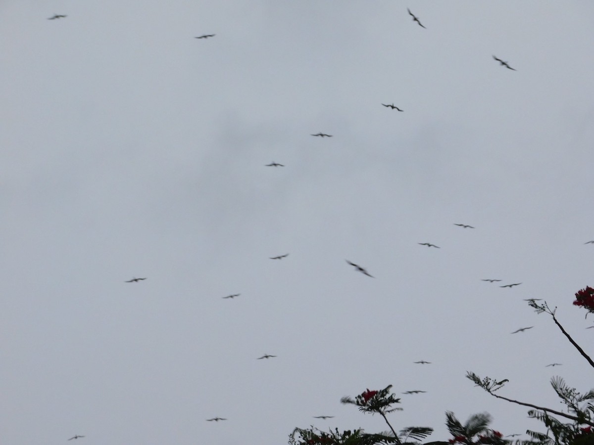 Lesser Frigatebird - ML414423661