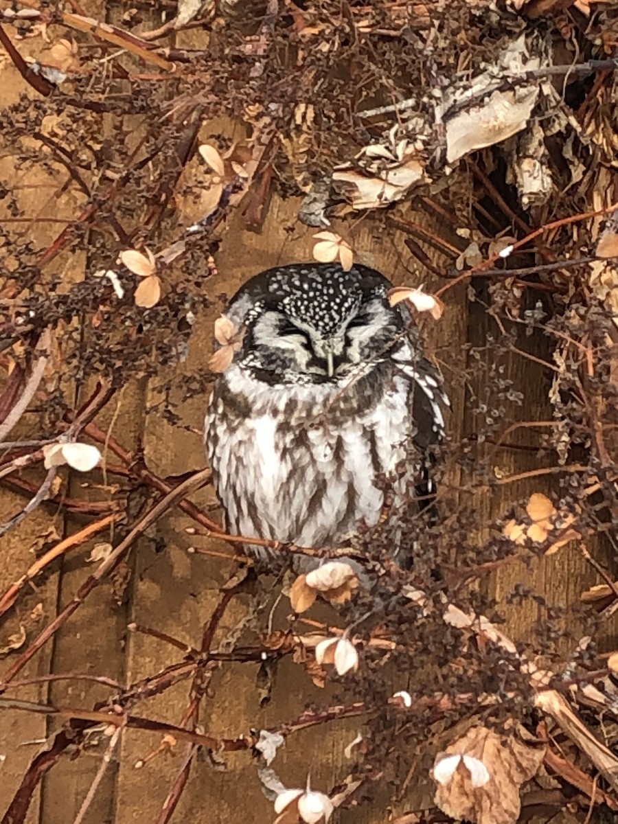 Boreal Owl - Christine Galliazzo