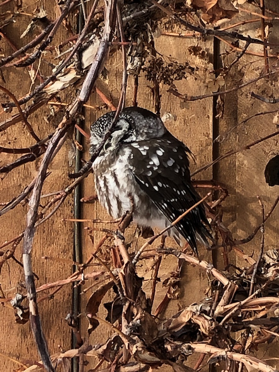 Boreal Owl - Christine Galliazzo