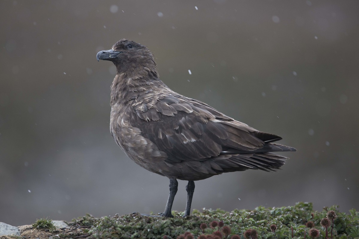 Brown Skua - ML414424431