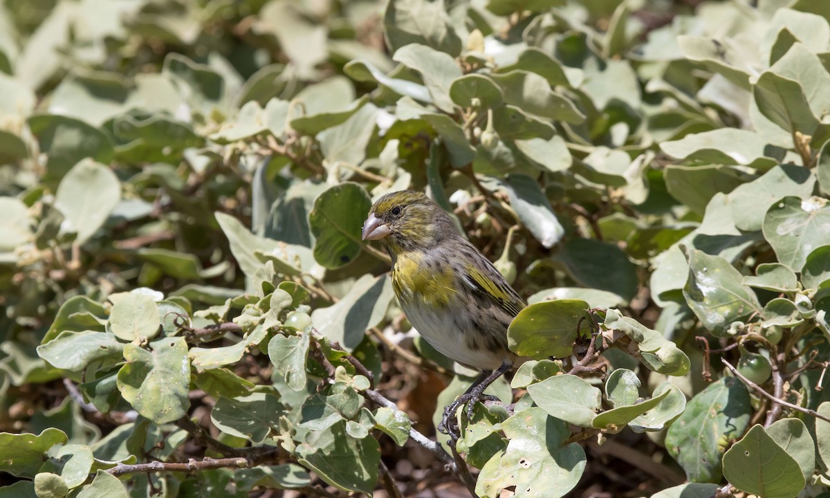 Nihoa Finch - ML41442501