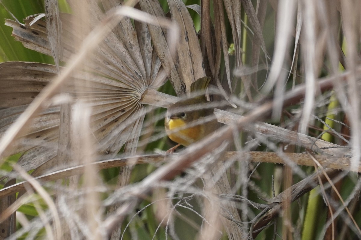 Paruline masquée - ML414425221