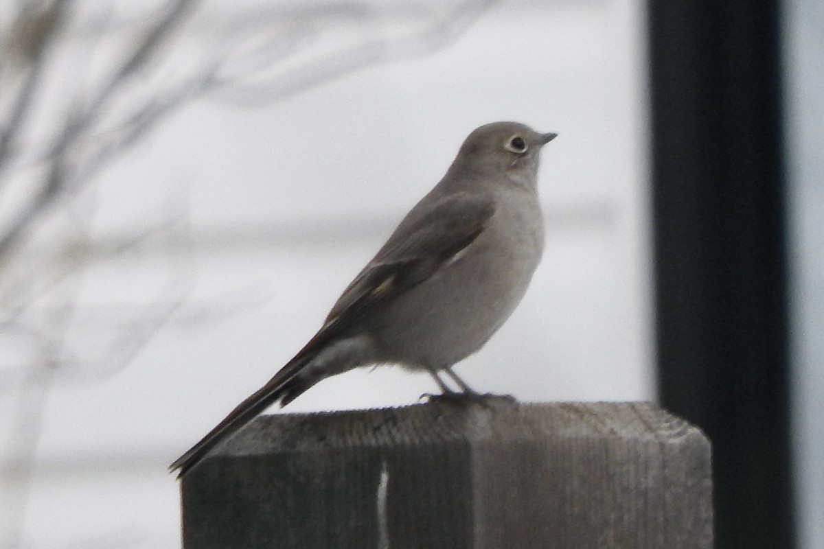 Townsend's Solitaire - ML414425241