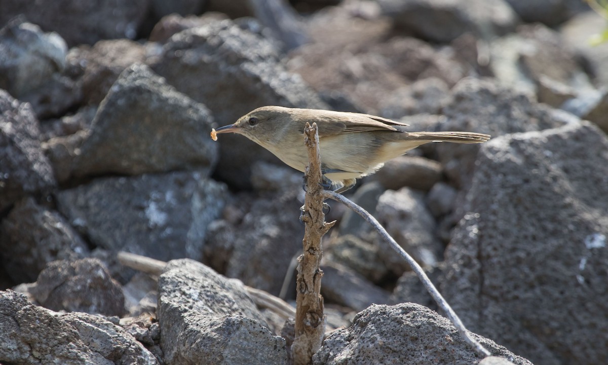 Millerbird - ML41442651