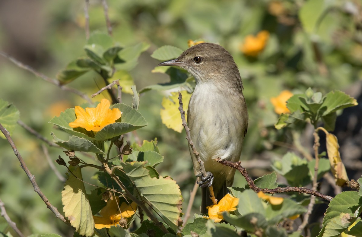 Millerbird Kamışçını - ML41442661