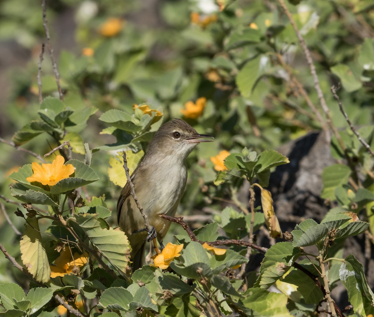 Millerbird Kamışçını - ML41442691