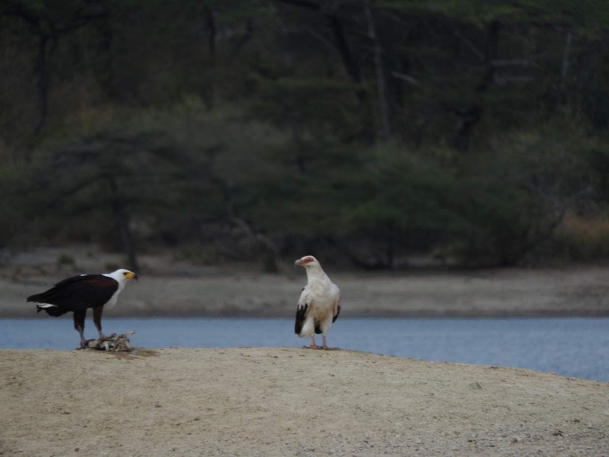 Palm-nut Vulture - ML414427171